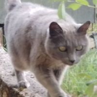 Papoune♀️une minette entre 3 et 5 ans à l'adoption #5