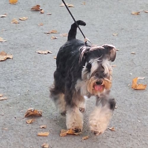 Adorables petits schnauzer mâles noir et argent #0