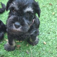 Adorables petits schnauzer mâles noir et argent #1