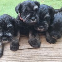 Adorables petits schnauzer mâles noir et argent #2