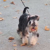 Adorables petits schnauzer mâles noir et argent