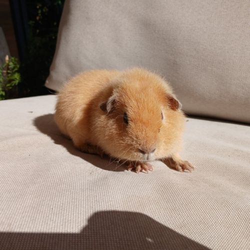 Cochons d'inde us teddy mâles #0