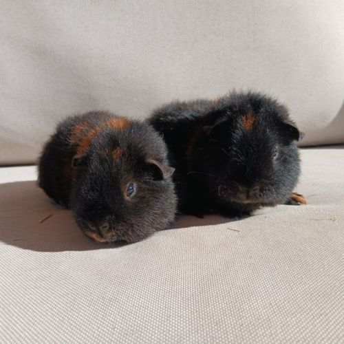 Cochons d'inde us teddy mâles #4