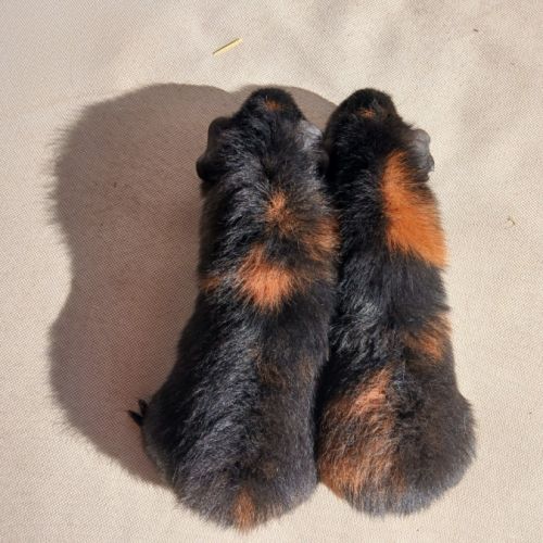 Cochons d'inde us teddy mâles #5