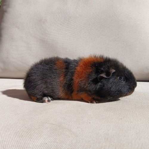 Cochons d'inde us teddy mâles #7