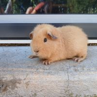 Cochons d'inde us teddy mâles #1