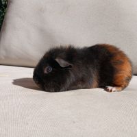 Cochons d'inde us teddy mâles #3