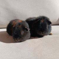 Cochons d'inde us teddy mâles #4