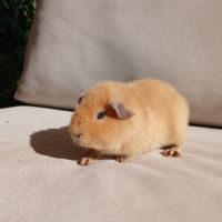 Cochons d'inde us teddy mâles #6