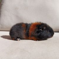 Cochons d'inde us teddy mâles #7