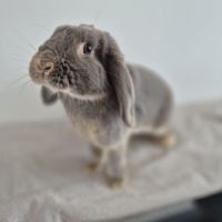 Lapin nain bélier #1