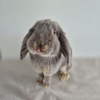 Lapin nain bélier