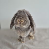 Lapin nain bélier #3