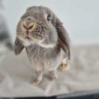 Lapin nain bélier #4