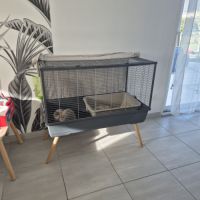 Lapin nain bélier #5