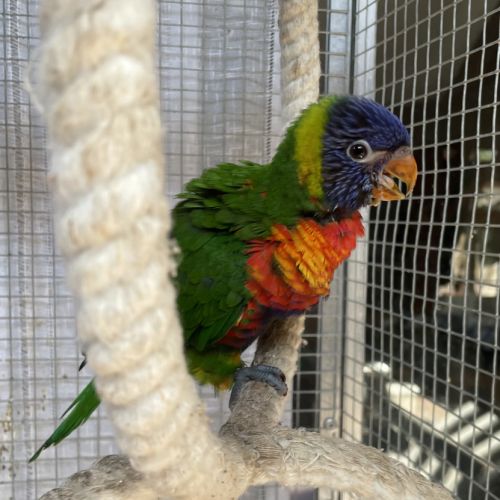 Très gentil lori arc-en-ciel mâle eam 2025 #2