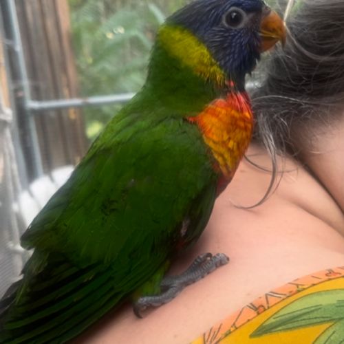 Très gentil lori arc-en-ciel mâle eam 2025 #4