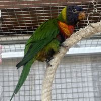 Très gentil lori arc-en-ciel mâle eam 2025