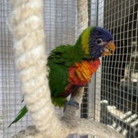Très gentil lori arc-en-ciel mâle eam 2025 #2