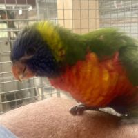 Très gentil lori arc-en-ciel mâle eam 2025 #3
