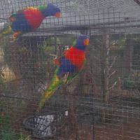 Loriquets de swainson