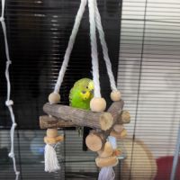 2 perruches ondulées mâles #1