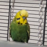 2 perruches ondulées mâles #2