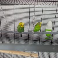 2 perruches ondulées mâles