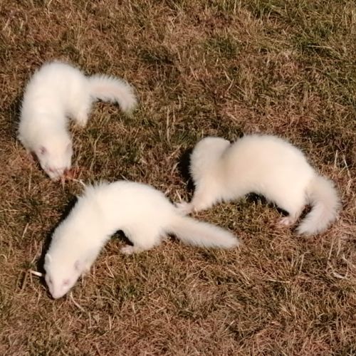 Furets albinos, zibeline et champagne #2