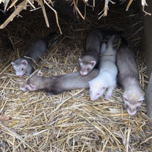 Furets albinos, zibeline et champagne #3