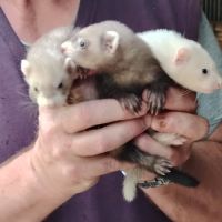 Furets albinos, zibeline et champagne