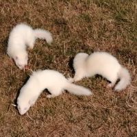 Furets albinos, zibeline et champagne #2