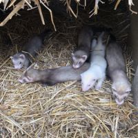 Furets albinos, zibeline et champagne #3