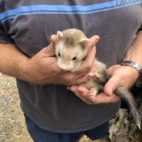 Furets albinos, zibeline et champagne #4