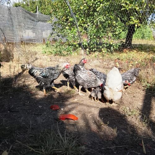 Don jeunes coqs wyandotte nain #0