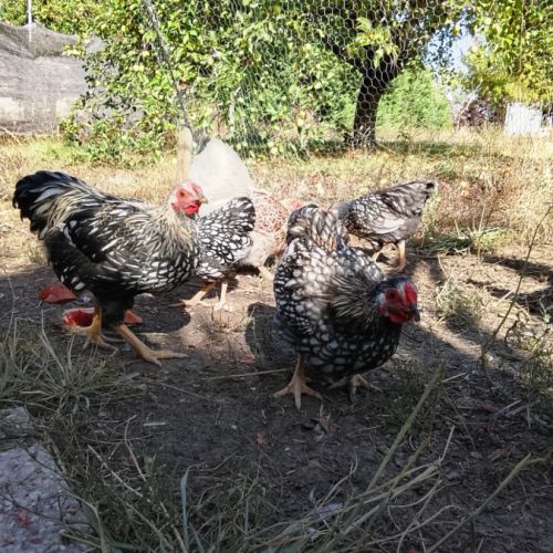Don jeunes coqs wyandotte nain #2
