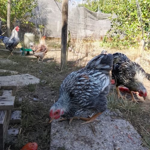 Don jeunes coqs wyandotte nain #3