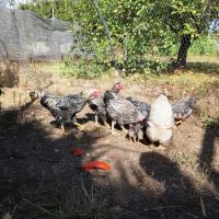 Don jeunes coqs wyandotte nain