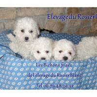 Chiots bichons frisés