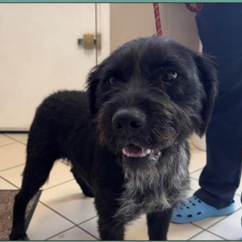 Vador mâle type griffon 1 an