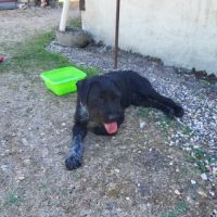 Vador mâle type griffon 1 an #1