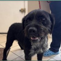 Vador mâle type griffon 1 an