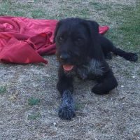 Vador mâle type griffon 1 an #3