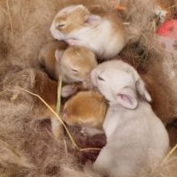 5 bébé lapin nain