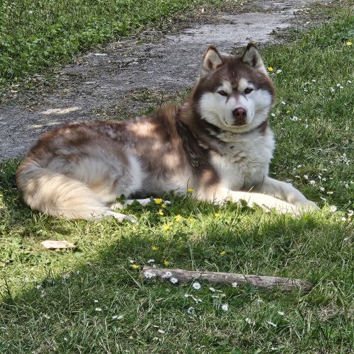 Husky sibérien #1