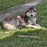 Husky sibérien #1