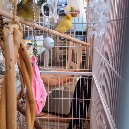 2 magnifiques canaris+ volière #1