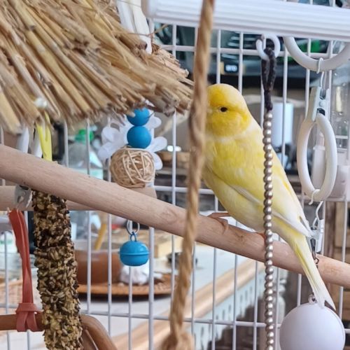 2 magnifiques canaris+ volière #3