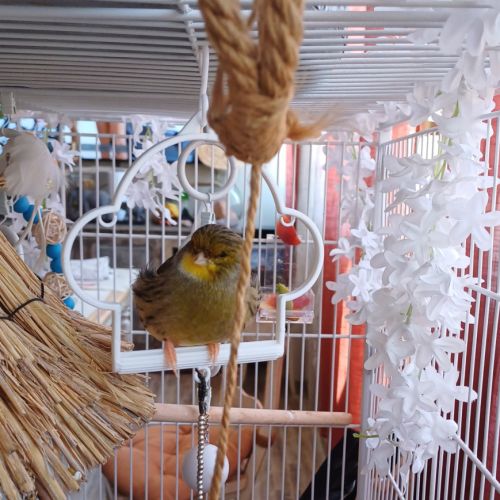 2 magnifiques canaris+ volière #0