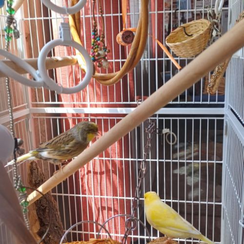 2 magnifiques canaris+ volière #6